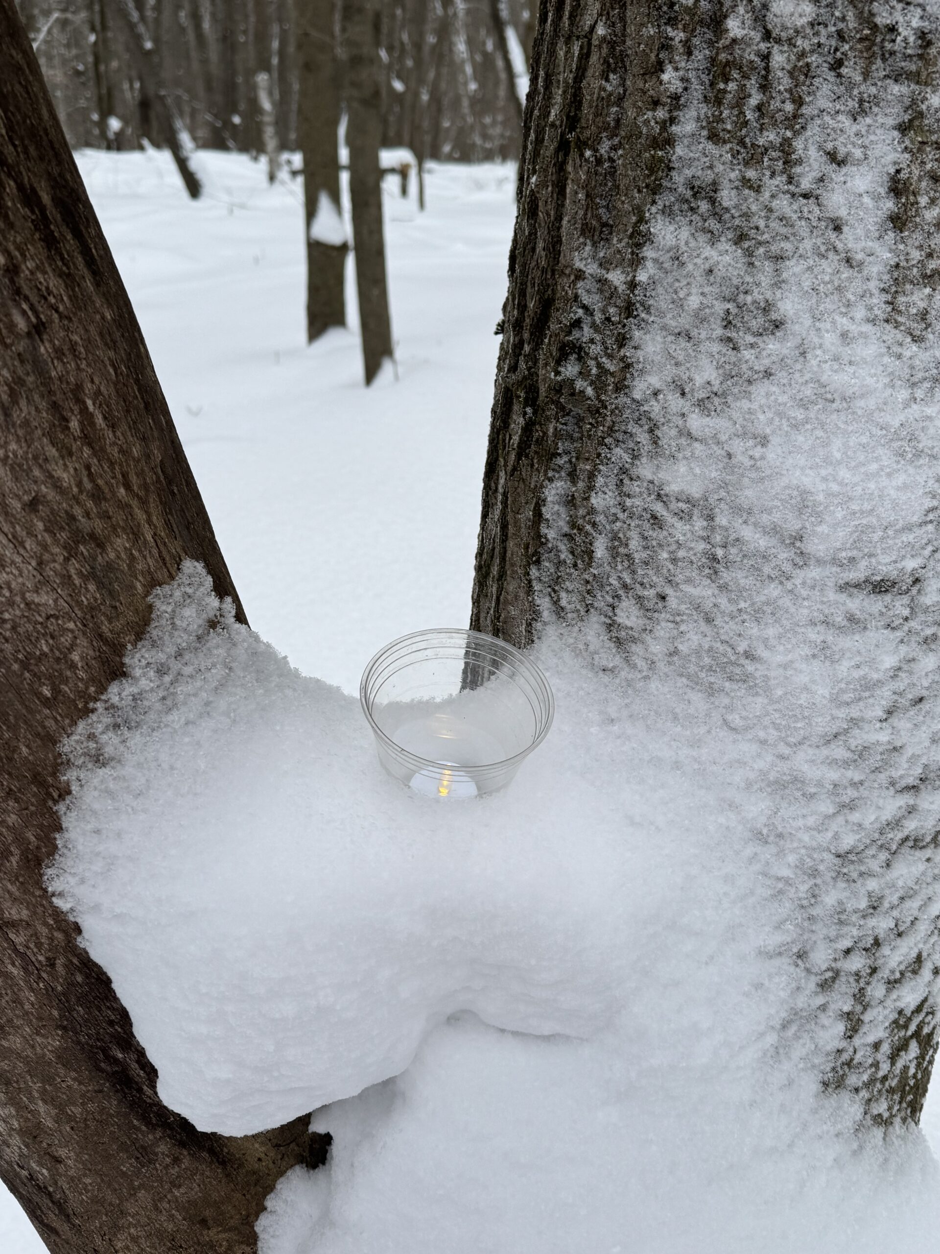 Friends of Rib Mountain Snowshoe Hike